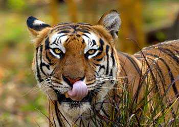 Wildlife Tours